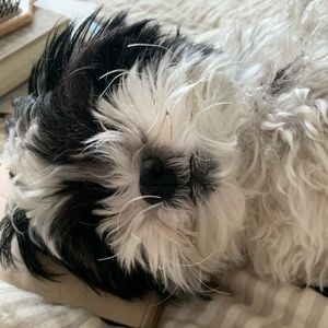 Meet your Posher, Cat